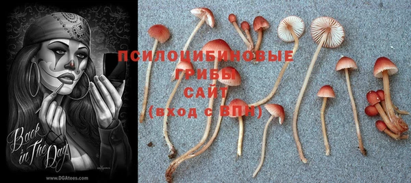сатива Аркадак