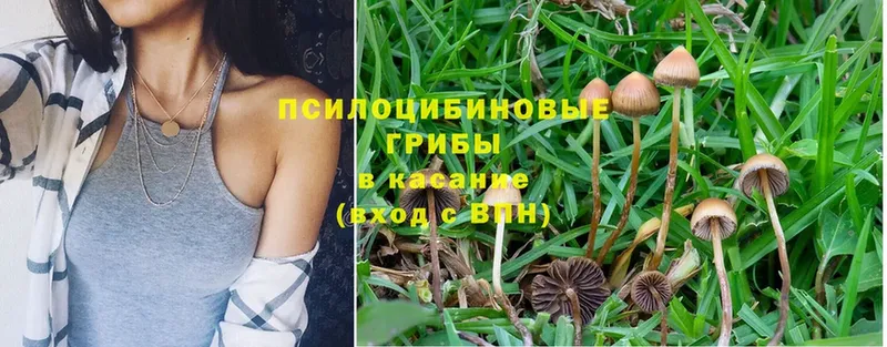 блэк спрут как зайти  Валдай  Галлюциногенные грибы Cubensis  как найти  